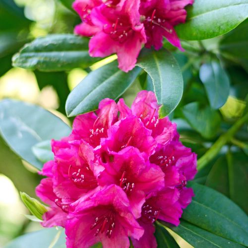 Rhodondron hybride 'Maxi Rose' 5L
